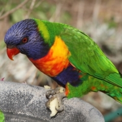 Trichoglossus moluccanus (Rainbow Lorikeet) at Higgins, ACT - 26 Feb 2017 by AlisonMilton