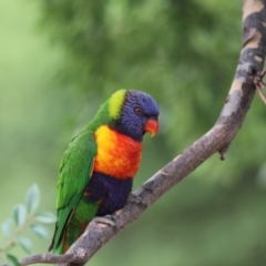 Trichoglossus moluccanus at Higgins, ACT - 26 Feb 2017