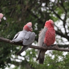 Eolophus roseicapilla (Galah) at Higgins, ACT - 15 Feb 2017 by AlisonMilton