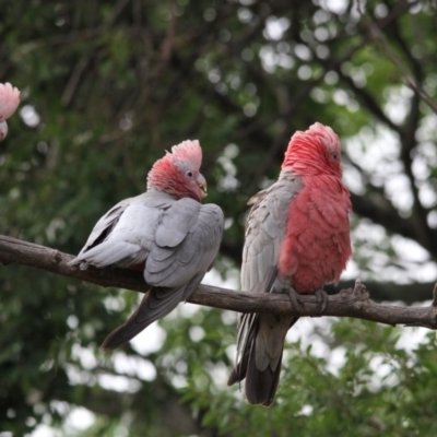 Eolophus roseicapilla (Galah) at Higgins, ACT - 15 Feb 2017 by AlisonMilton