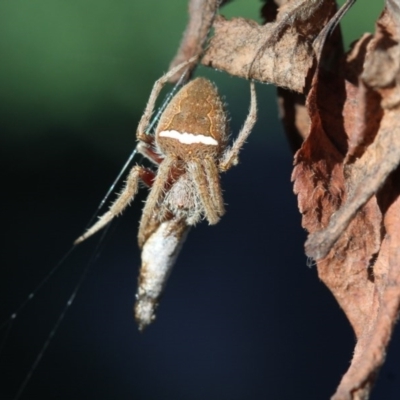 Hortophora sp. (genus) (Garden orb weaver) at Higgins, ACT - 26 Mar 2017 by AlisonMilton