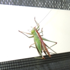 Conocephalus upoluensis (Meadow Katydid) at Pollinator-friendly garden Conder - 2 Jan 2017 by michaelb