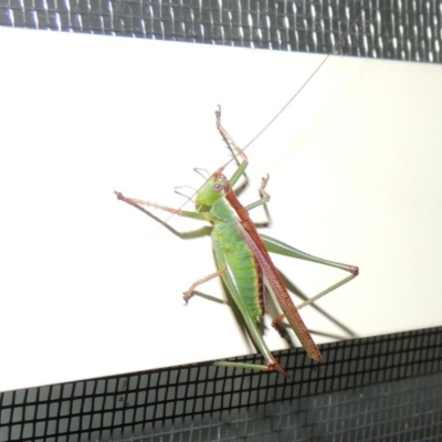 Conocephalus upoluensis (Meadow Katydid) at Conder, ACT - 2 Jan 2017 by michaelb