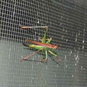 Conocephalus upoluensis at Conder, ACT - 3 Jan 2017