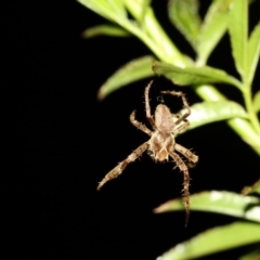 Hortophora sp. (genus) (Garden orb weaver) at Higgins, ACT - 15 Mar 2017 by Alison Milton