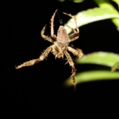 Hortophora sp. (genus) at Higgins, ACT - 15 Mar 2017 08:35 PM