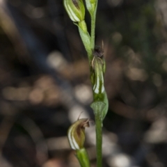 Speculantha rubescens (Blushing Tiny Greenhood) at Aranda, ACT - 13 Jun 2017 by DerekC