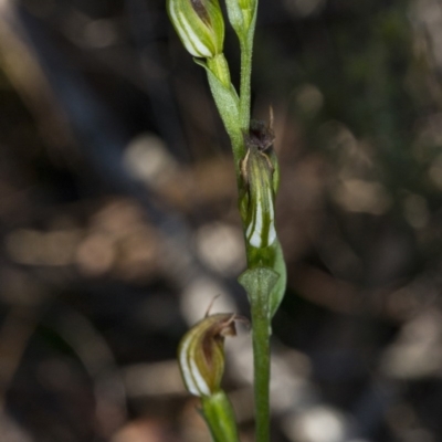 Speculantha rubescens (Blushing Tiny Greenhood) at Aranda, ACT - 13 Jun 2017 by DerekC