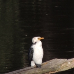 Microcarbo melanoleucos (Little Pied Cormorant) at Point Hut to Tharwa - 12 Jun 2017 by MichaelBedingfield