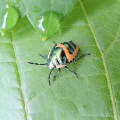 Scutiphora pedicellata (Metallic Jewel Bug) at Pollinator-friendly garden Conder - 31 Dec 2016 by michaelb