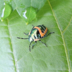 Scutiphora pedicellata at Conder, ACT - 1 Jan 2017