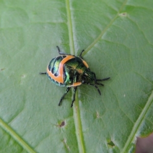 Scutiphora pedicellata at Conder, ACT - 1 Jan 2017