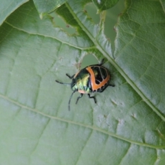 Scutiphora pedicellata at Conder, ACT - 1 Jan 2017