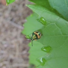 Scutiphora pedicellata at Conder, ACT - 1 Jan 2017