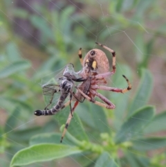 Hortophora sp. (genus) (Garden orb weaver) at Conder, ACT - 1 Jan 2017 by MichaelBedingfield