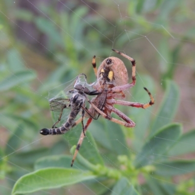 Hortophora sp. (genus) (Garden orb weaver) at Conder, ACT - 31 Dec 2016 by michaelb