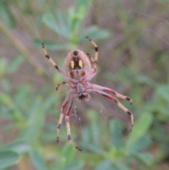 Hortophora sp. (genus) at Conder, ACT - 1 Jan 2017