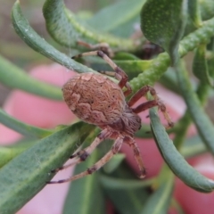 Hortophora sp. (genus) at Conder, ACT - 1 Jan 2017