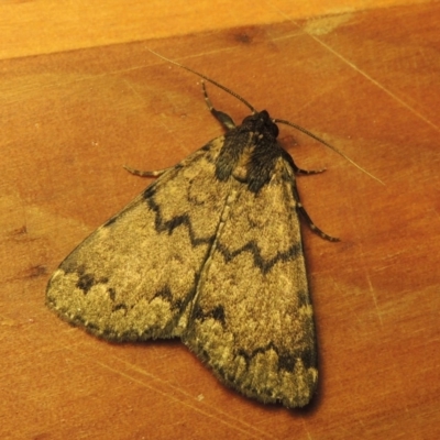 Mormoscopa phricozona (A Herminiid Moth) at Conder, ACT - 4 Jan 2017 by MichaelBedingfield