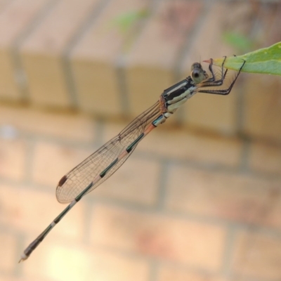 Austrolestes leda (Wandering Ringtail) at Conder, ACT - 7 Jan 2017 by MichaelBedingfield