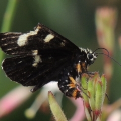 Phalaenoides tristifica (Willow-herb Day-moth) at Conder, ACT - 8 Jan 2017 by MichaelBedingfield