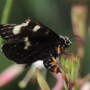 Phalaenoides tristifica at Conder, ACT - 8 Jan 2017