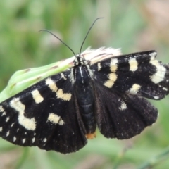 Phalaenoides tristifica at Conder, ACT - 8 Jan 2017