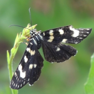 Phalaenoides tristifica at Conder, ACT - 8 Jan 2017