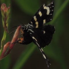 Phalaenoides tristifica at Conder, ACT - 8 Jan 2017