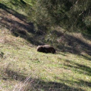 Vombatus ursinus at Urambi Hills - 15 Aug 2016