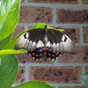 Papilio aegeus at Monash, ACT - 4 Feb 2017 09:17 AM