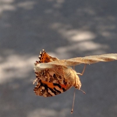 Vanessa kershawi (Australian Painted Lady) at Monash, ACT - 22 Dec 2016 by ozza