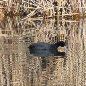 Fulica atra at Greenway, ACT - 14 Jun 2017