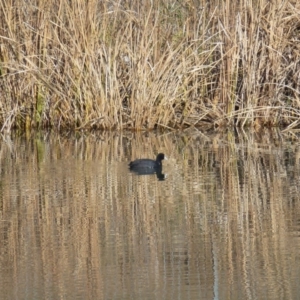 Fulica atra at Greenway, ACT - 14 Jun 2017