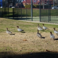 Chenonetta jubata (Australian Wood Duck) at Greenway, ACT - 14 Jun 2017 by ozza