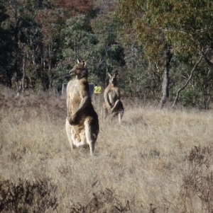 Macropus giganteus at Greenway, ACT - 14 Jun 2017