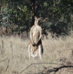 Macropus giganteus at Greenway, ACT - 14 Jun 2017