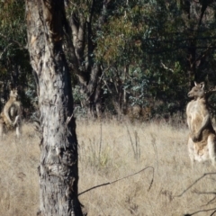 Macropus giganteus at Greenway, ACT - 14 Jun 2017