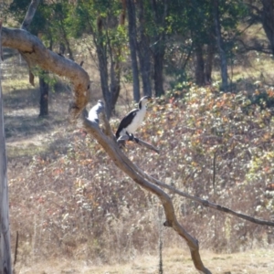 Microcarbo melanoleucos at Greenway, ACT - 14 Jun 2017