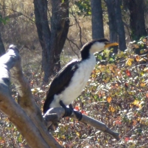 Microcarbo melanoleucos at Greenway, ACT - 14 Jun 2017