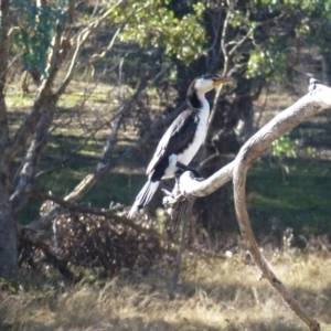 Microcarbo melanoleucos at Greenway, ACT - 14 Jun 2017