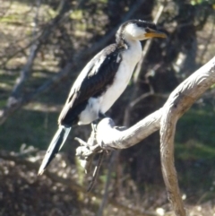 Microcarbo melanoleucos at Greenway, ACT - 14 Jun 2017