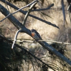 Petroica boodang (Scarlet Robin) at Greenway, ACT - 14 Jun 2017 by ozza