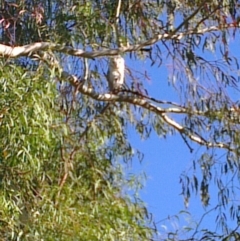 Tyto alba (Barn Owl) at Greenway, ACT - 12 Apr 2013 by ozza