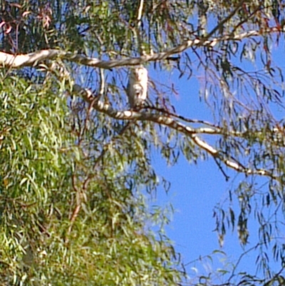 Tyto alba (Barn Owl) at Greenway, ACT - 12 Apr 2013 by ozza