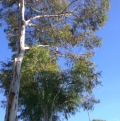 Tyto alba at Greenway, ACT - 12 Apr 2013