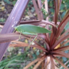 Caedicia simplex (Common Garden Katydid) at Monash, ACT - 13 Jun 2015 by ozza