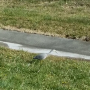 Egretta novaehollandiae at Monash, ACT - 14 Jun 2015 11:08 AM