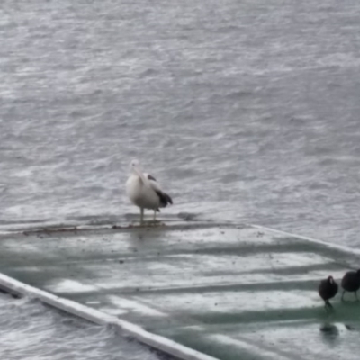 Pelecanus conspicillatus (Australian Pelican) at Lake Tuggeranong - 2 Jul 2015 by ozza