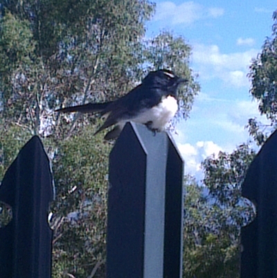 Rhipidura leucophrys (Willie Wagtail) at Greenway, ACT - 9 Apr 2013 by ozza